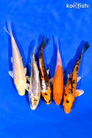 PACK OF (5) 3-4.5" STANDARD KOI