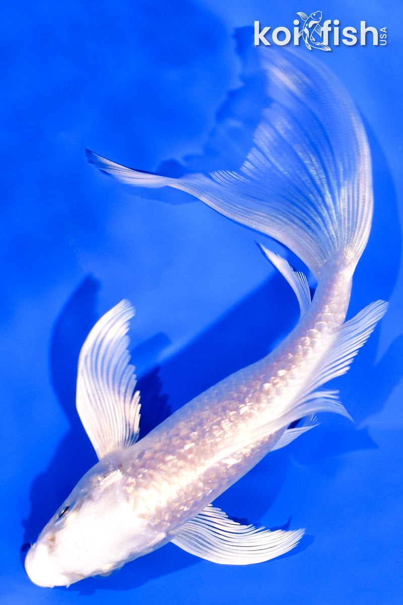 5.75" GINRIN PLATINUM OGON BUTTERFLY