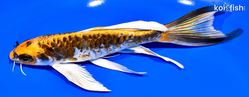 7.75" KIN KIKOKURYU BUTTERFLY