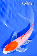 6" HARIWAKE BUTTERFLY