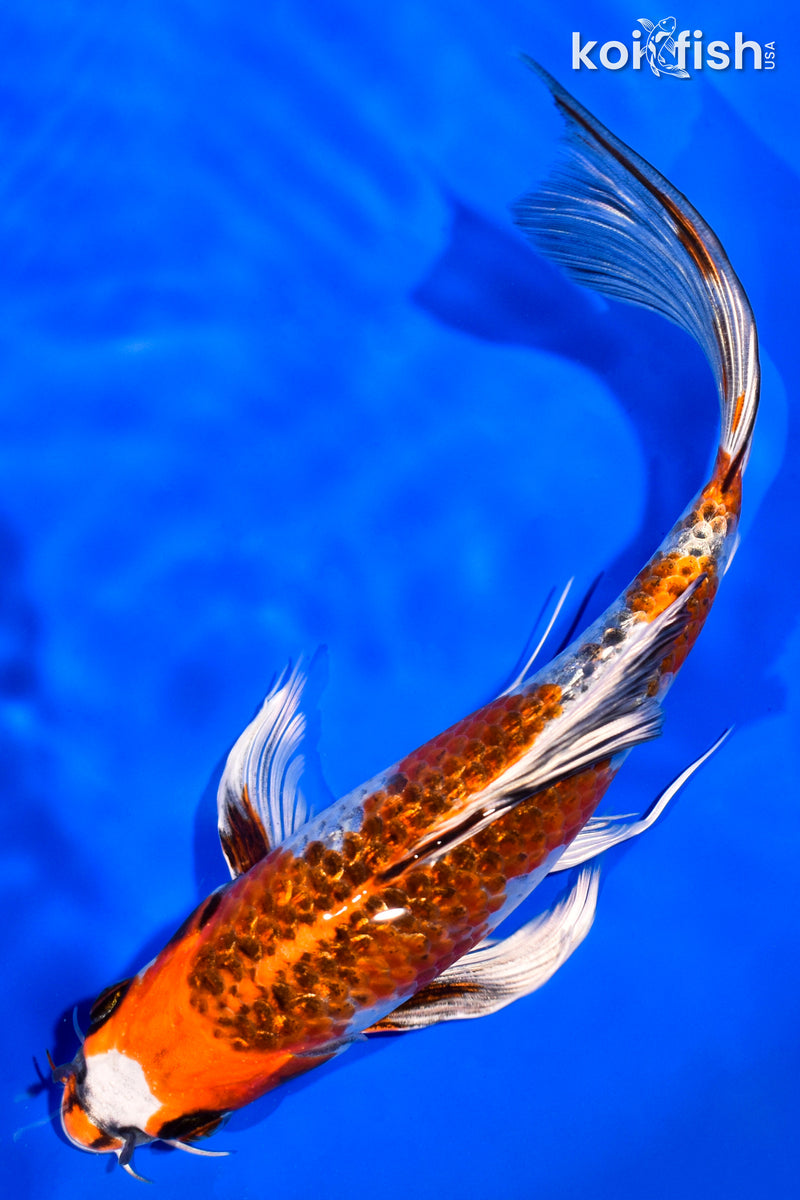 7.75" GINRIN BENI GINGA BUTTERFLY