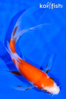5.25" KOHAKU BUTTERFLY