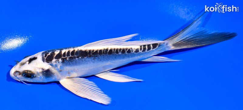 6.25" KIKOKURYU BUTTERFLY