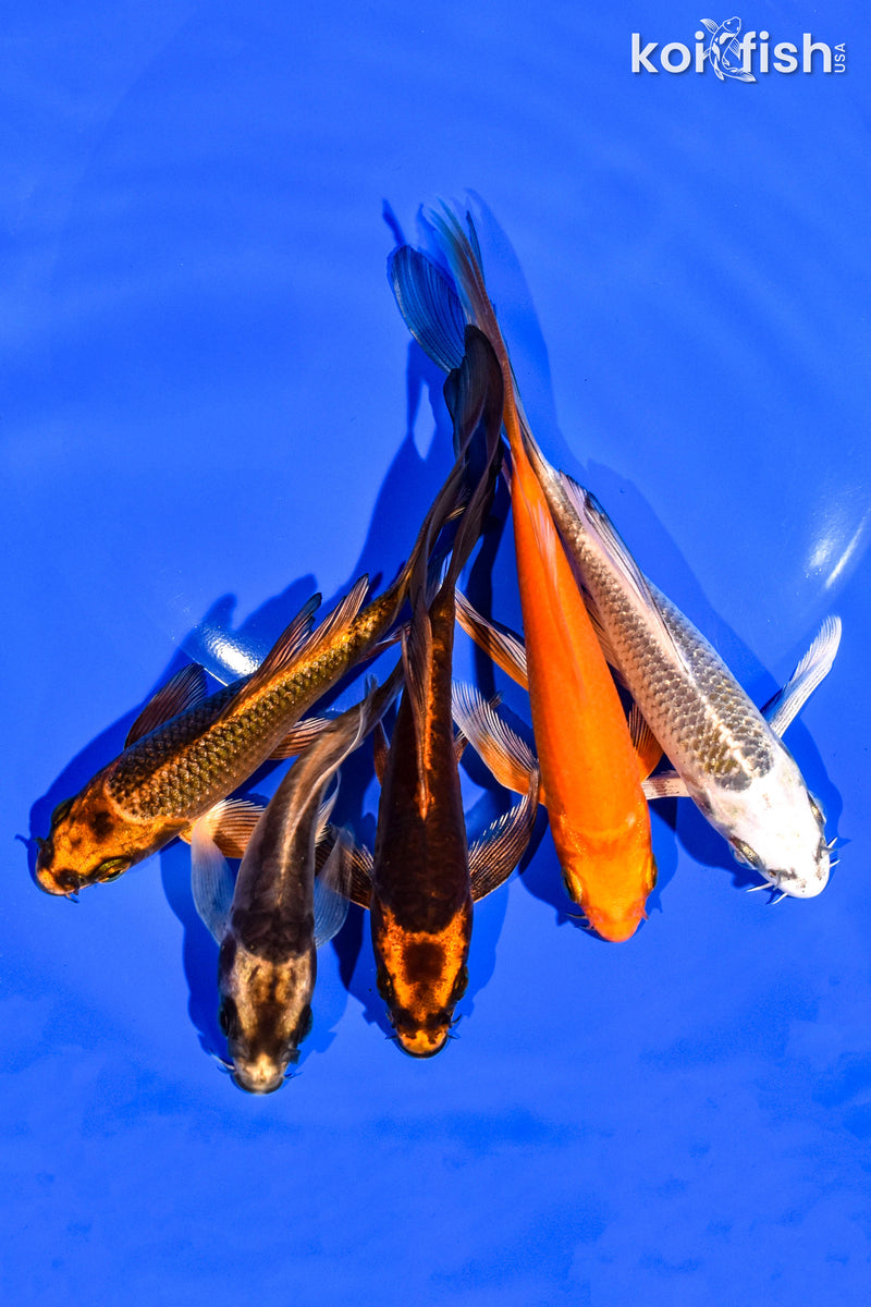 PACK OF (5) 4-5" BUTTERFLY KOI