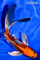 7.75" INRIN BENI GINGA BUTTERFLY