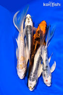 PACK OF (5) 5-6" BUTTERFLY KOI