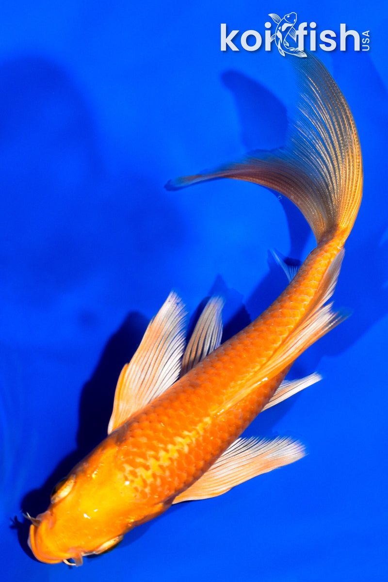 5.5" ORENJI OGON BUTTERFLY
