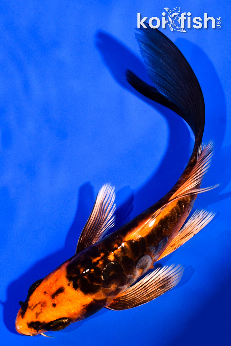 5" ARAGOKE BENI KIKOKURYU BUTTERFLY