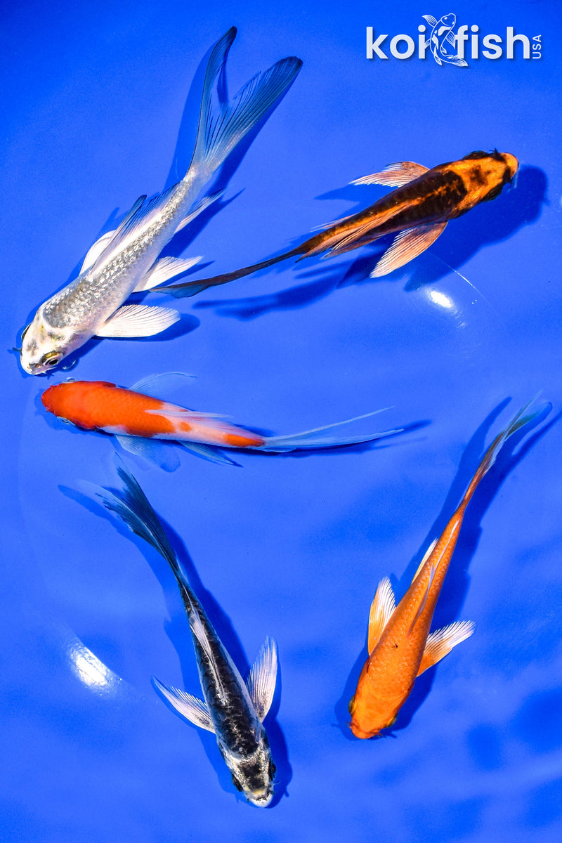 PACK OF (5) 4-5" BUTTERFLY KOI