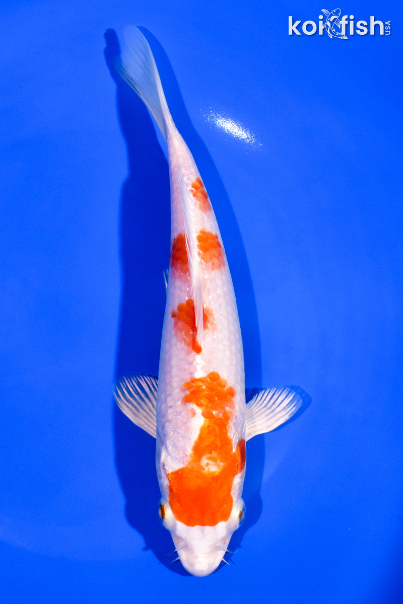 7.5" HARIWAKE