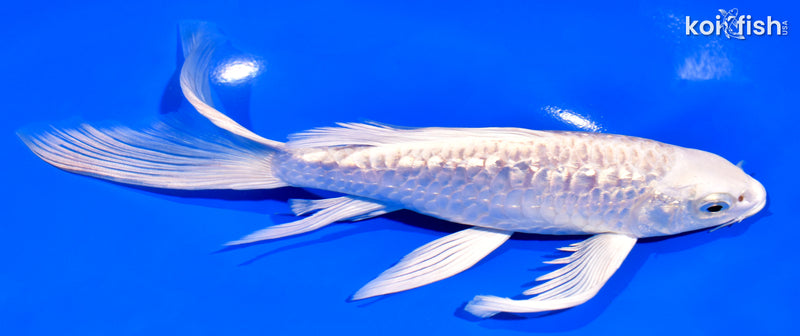 8" GINRIN ARAGOKE PLATINUM OGON BUTTERFLY