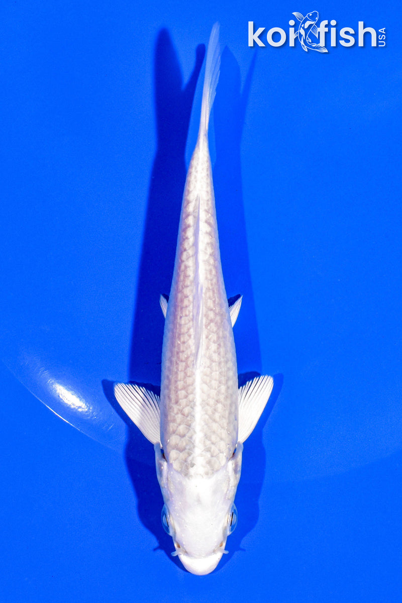 4.75" PLATINUM OGON