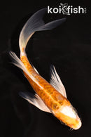 5" ARAGOKE HARIWAKE BUTTERFLY