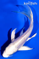 5" DOITSU PLATINUM OGON BUTTERFLY