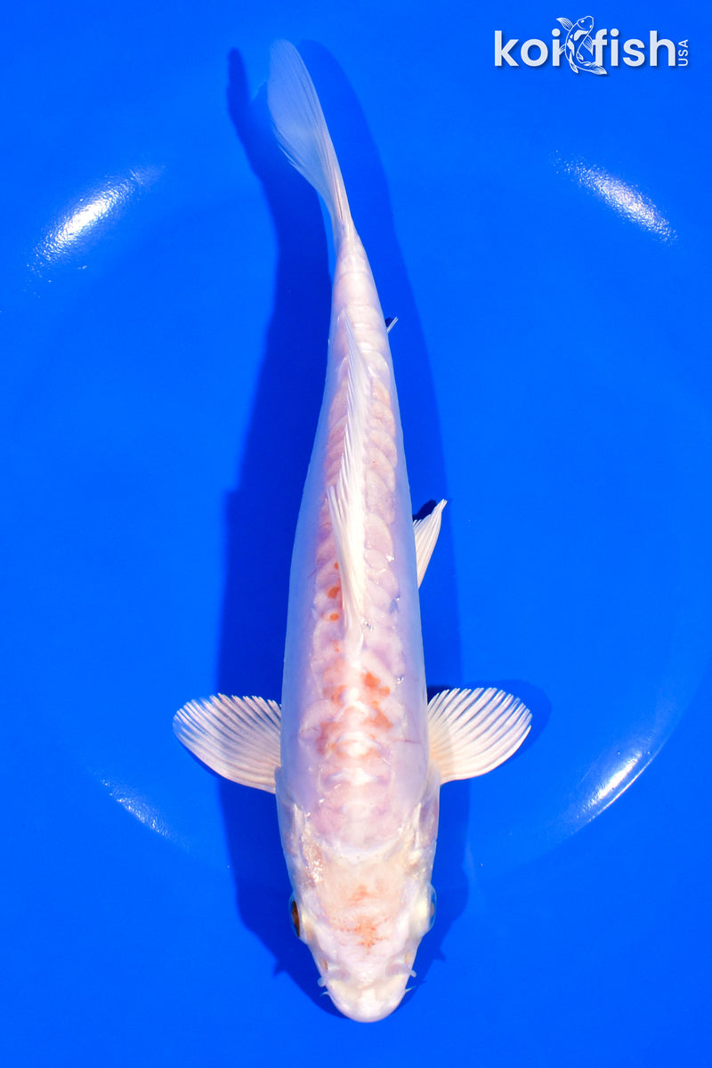 7.75" KIKUSUI