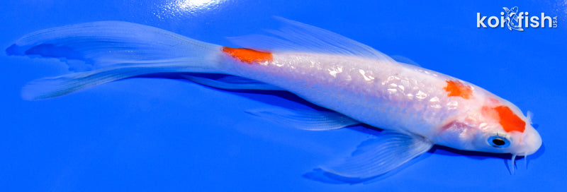 5" GINRIN MARUTEN KOHAKU BUTTERFLY