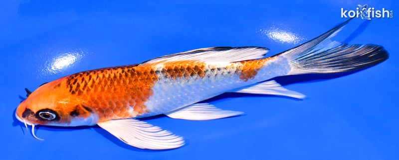 6.25" KUJAKU BUTTERFLY