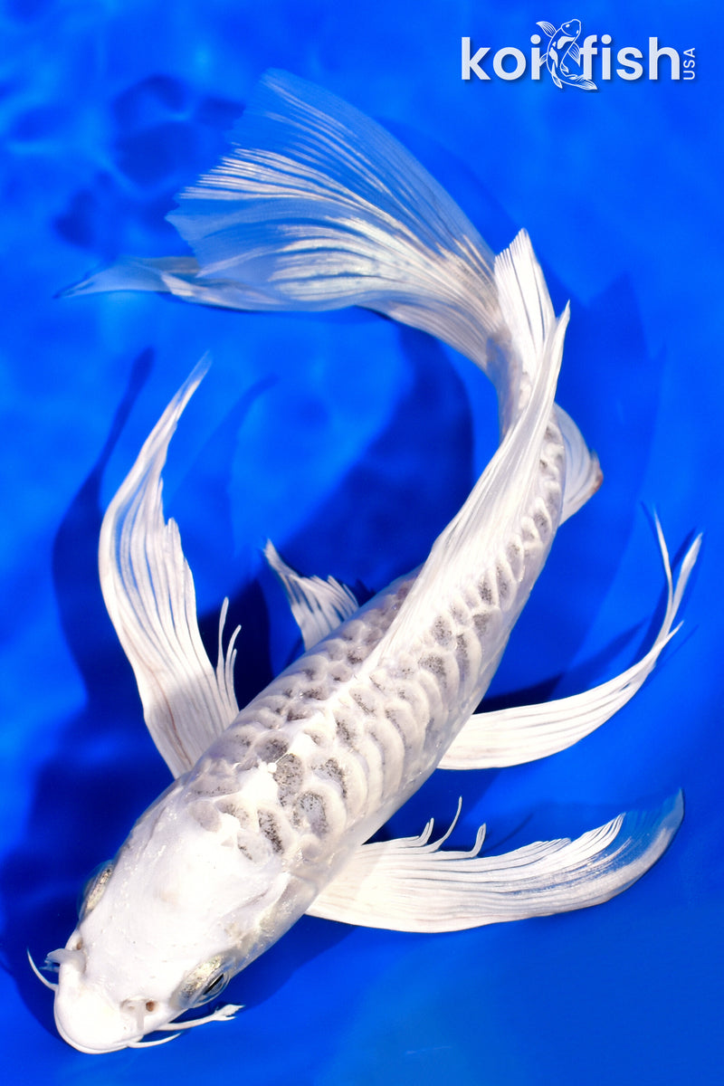 8.25" DOITSU SHIRO MATSUBA BUTTERFLY