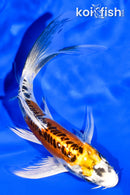 6" DOITSU KUJAKU BUTTERFLY