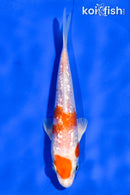 4.5" GINRIN HARIWAKE