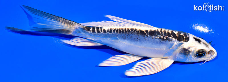 6.25" KIKOKURYU BUTTERFLY