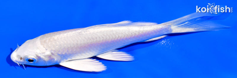 4" PLATINUM OGON BUTTERFLY