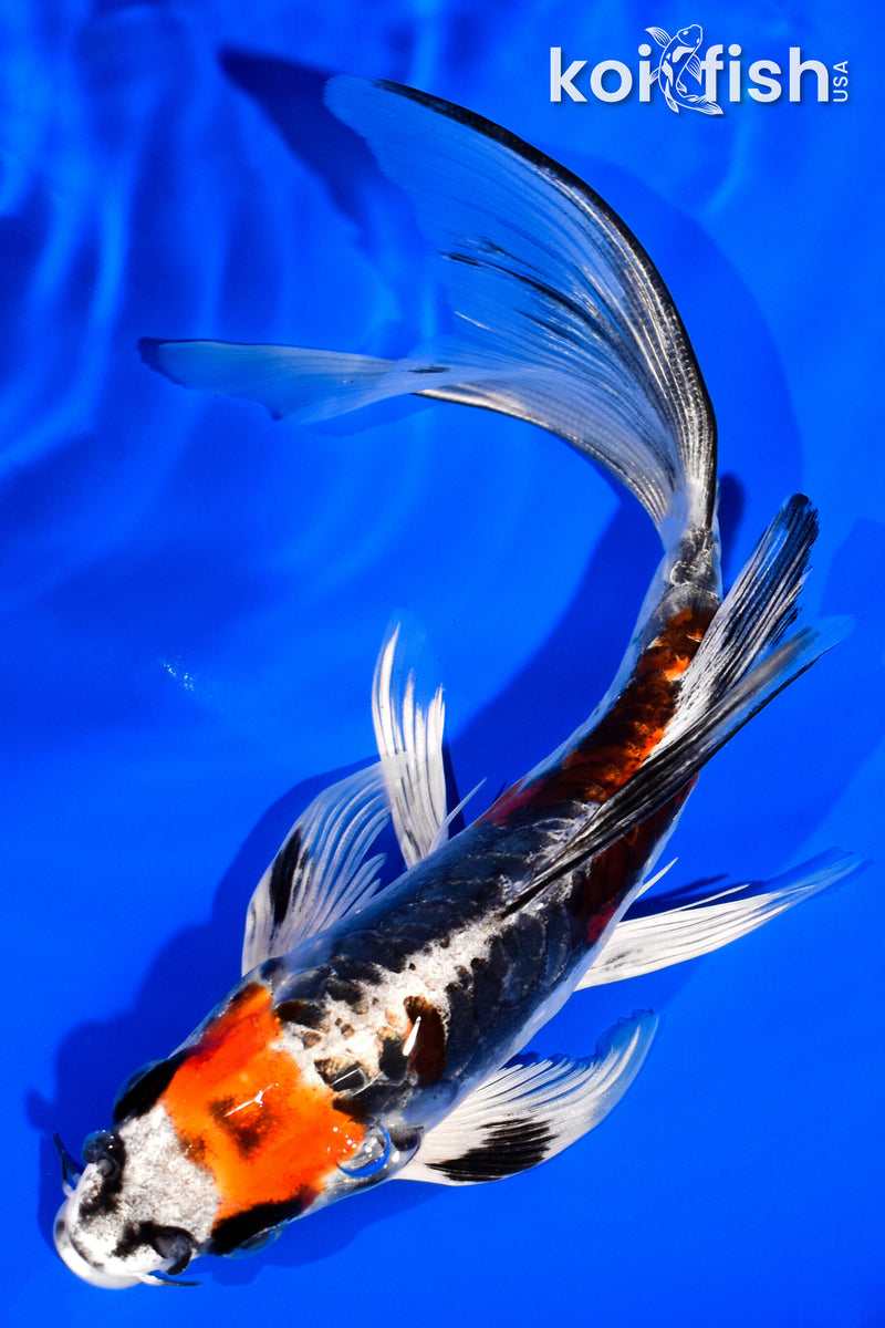 6.75" BENI KIKOKURYU BUTTERFLY