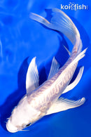 7.25" ARAGOKE PLATINUM OGON BUTTERFLY