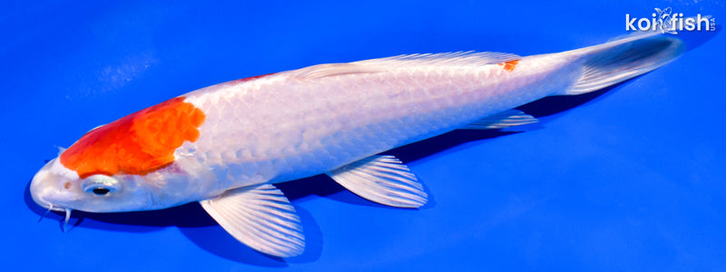 7.5" HARIWAKE