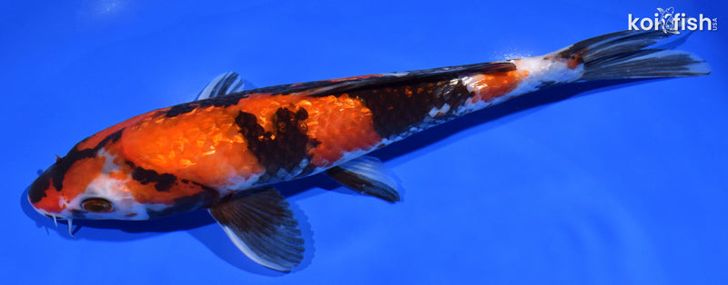 8.75"  HI SHOWA