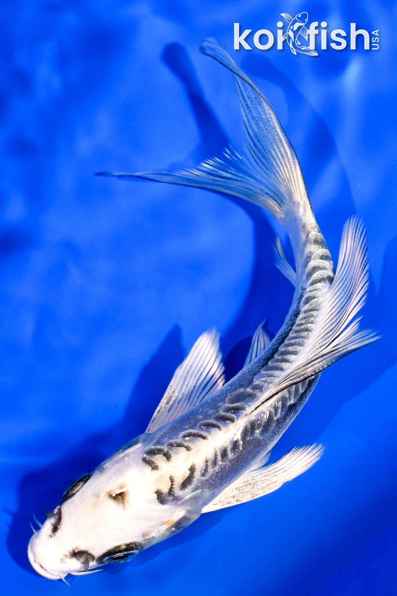 5.75" KIKOKURYU BUTTERFLY