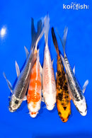 PACK OF (5) 5-6" BUTTERFLY KOI