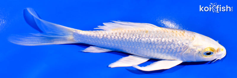 5.5" GINRIN LEMON HARIWAKE BUTTERFLY