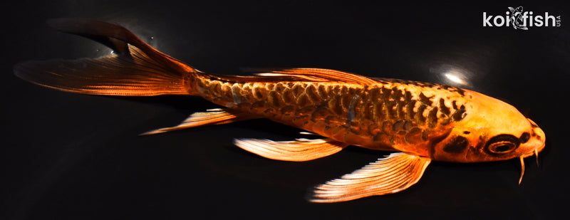 6.75" ARAGOKE  BENI KIKOKURYU