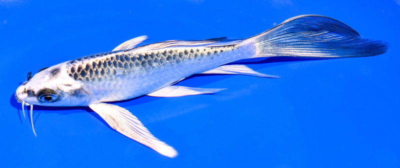 6.5" GIN MATSUBA BUTTERFLY