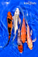 PACK OF (5) 4-5" BUTTERFLY KOI