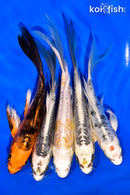 PACK OF (5) 5-6" BUTTERFLY KOI