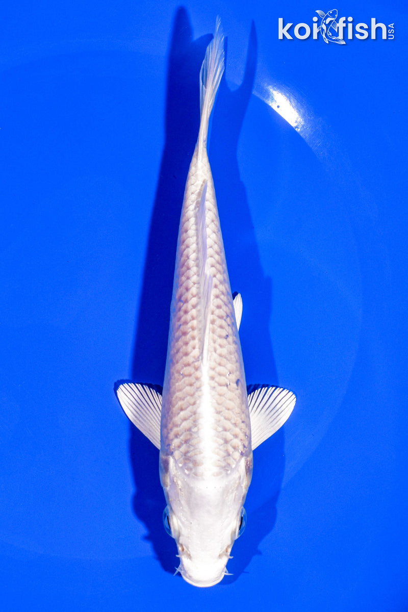 6.25" PLATINUM OGON