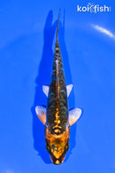 5.25" ARAGOKE BENI KIKOKURYU