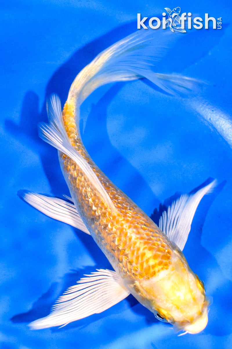 6" GINRIN YAMABUKI OGON BUTTERFLY