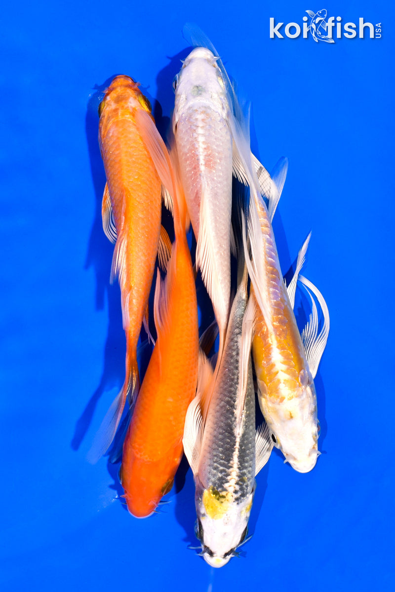 PACK OF (5) 5-6" BUTTERFLY KOI