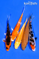 PACK OF (5) 3-4" MIXED STANDARD KOI