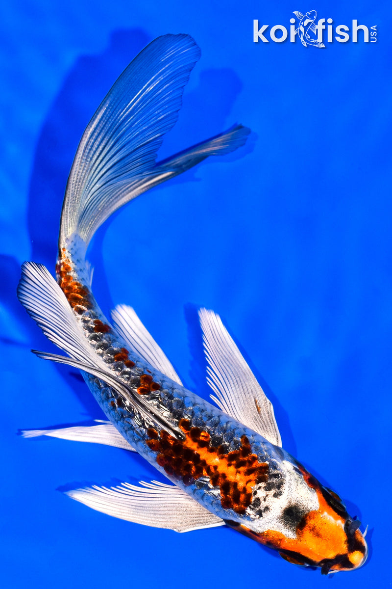 6.25" KUJAKU BUTTERFLY