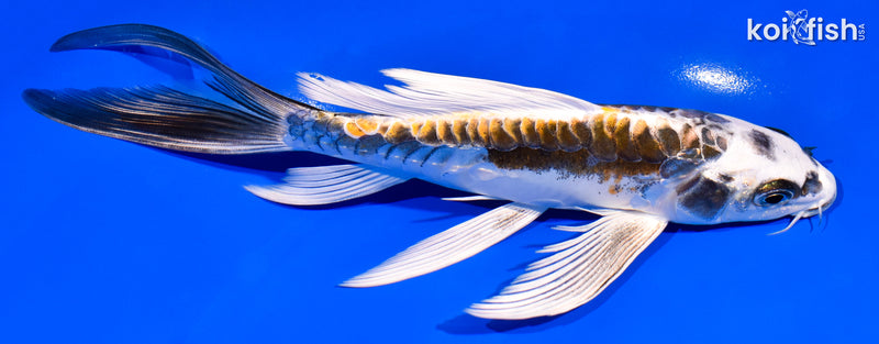 7.5" ARAGOKE KIN KIKOKURYU BUTTERFLY