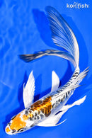 8.75" DOITSU KUJAKU BUTTERFLY