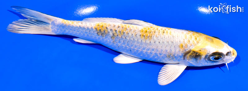 6.5" KUJAKU