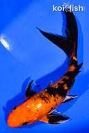 5.25" GINRN AKA BEKKO BUTTERFLY