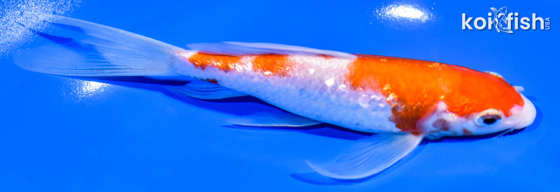 6.75" GINRIN KOHAKU BUTTERFLY