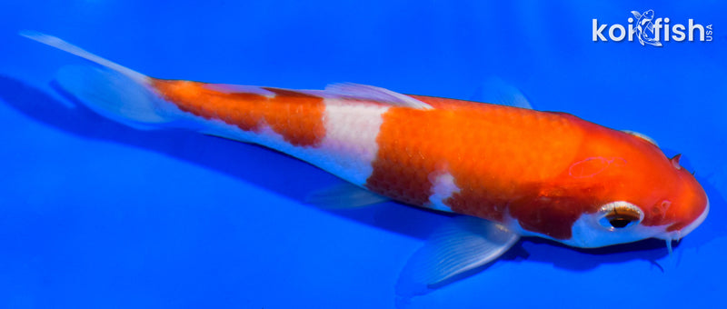 5.5" KOHAKU
