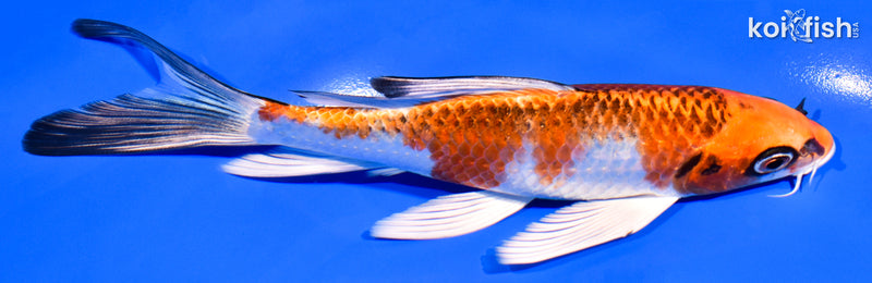 6.25" KUJAKU BUTTERFLY